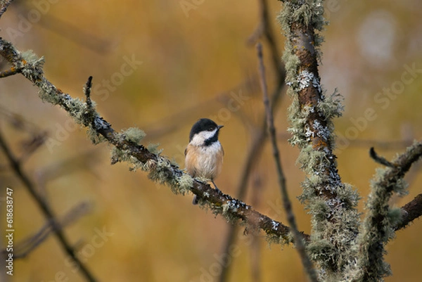 Obraz Fall Chickadee