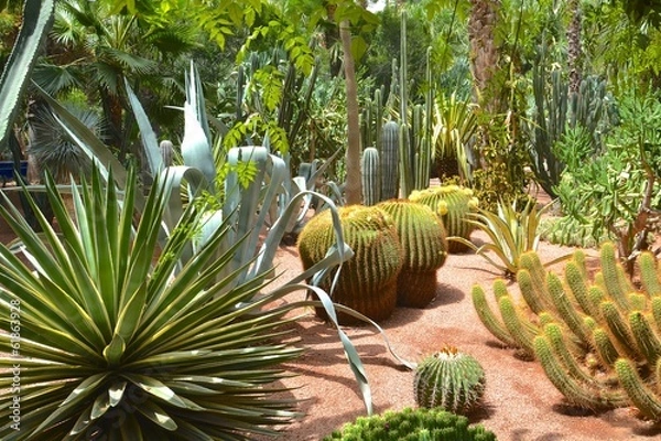 Obraz jardin majorelle