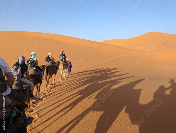 Fototapeta A caravan of dromedaries passing the Sahara desert in the evening