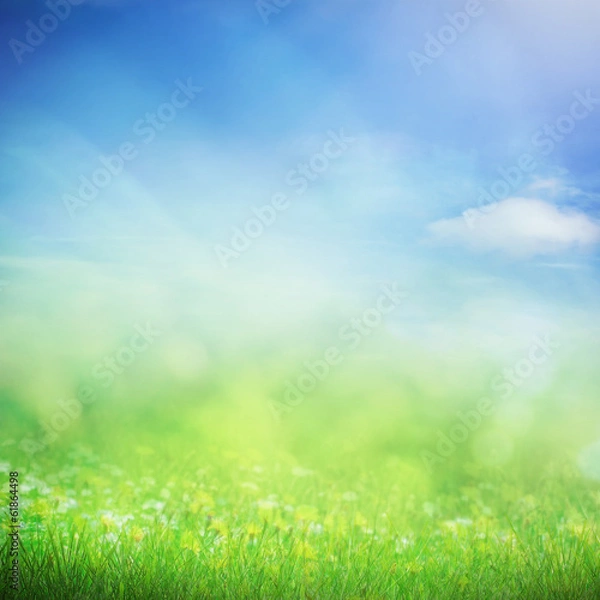 Obraz Spring sunny field