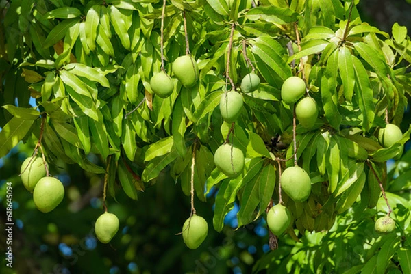 Fototapeta A large number of green mangoes hanging from the tree in the sunshine