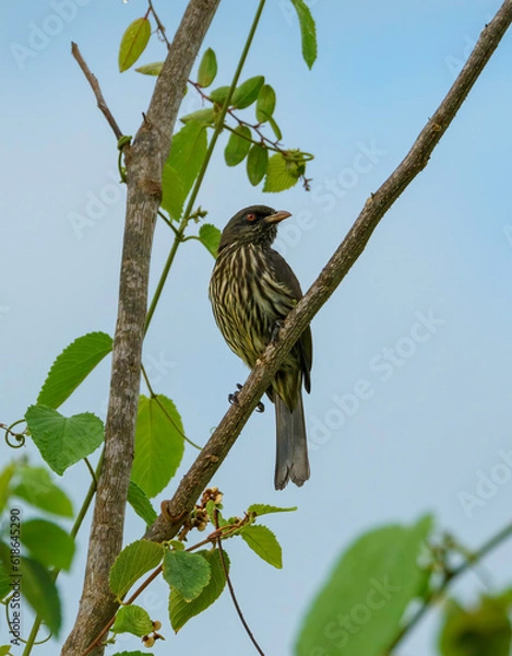 Fototapeta Palm chat bird perched on a diagonal branch with patterned breast exposed