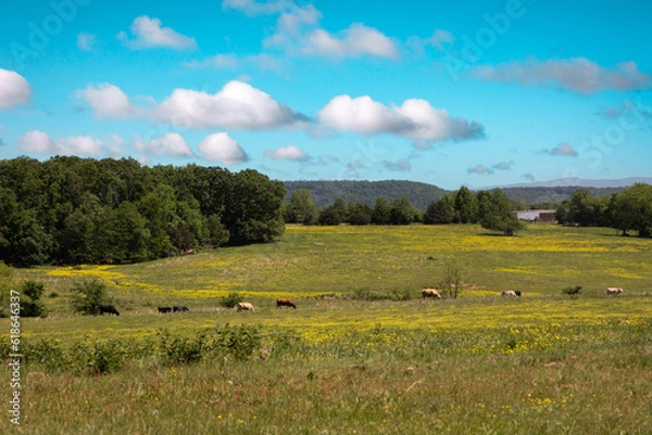 Fototapeta sheep in the field