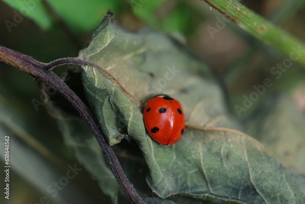 Obraz ladybug on a leaf