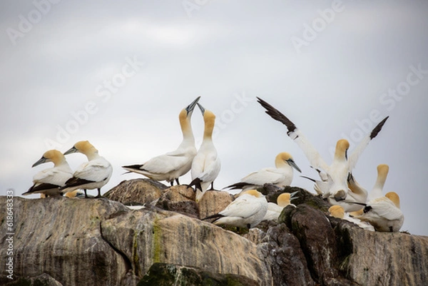 Obraz Gannet colony on Great Saltee Island, Wexford, Ireland