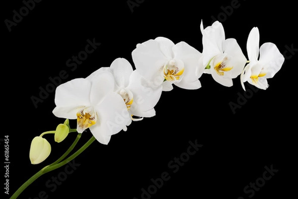 Fototapeta White orchids with yellow middles isolated on black