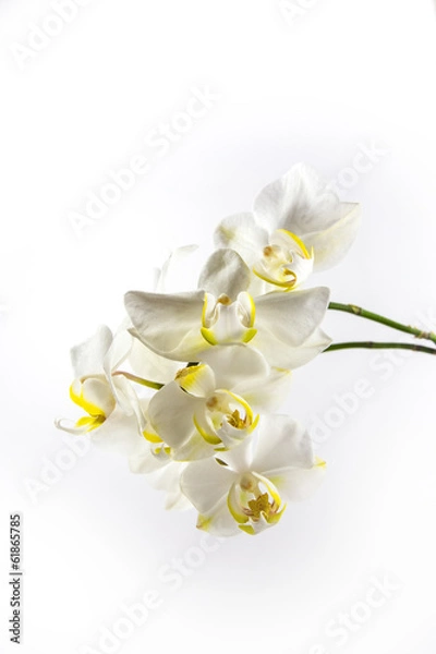 Fototapeta Weiße Orchideen  mit weißem Hintergrund