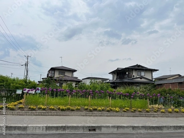 Obraz 230623ねぎの花