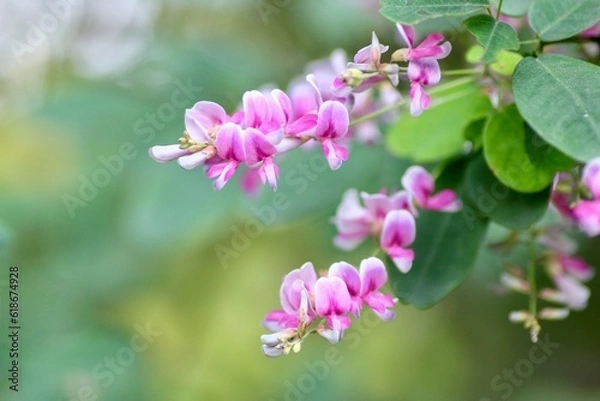 Obraz ピンク色の萩の花