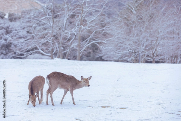 Fototapeta 奈良　飛火野　雪と二頭の鹿