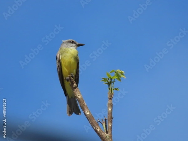 Fototapeta lilac roller
