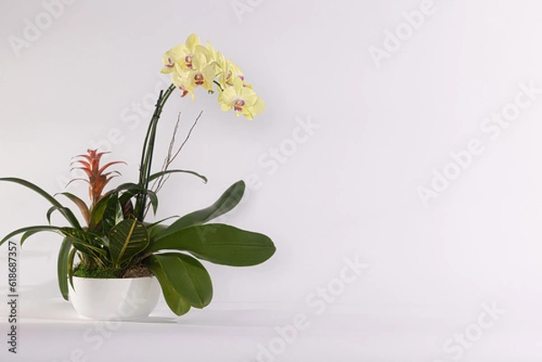 Obraz orchid in a vase