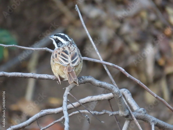 Fototapeta sparrow on a branch