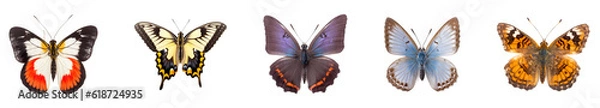Fototapeta collection of different colorful butterflies isolated on transparent white background 