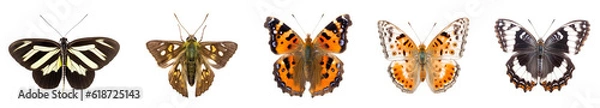 Fototapeta collection of different colorful butterflies isolated on transparent white background 