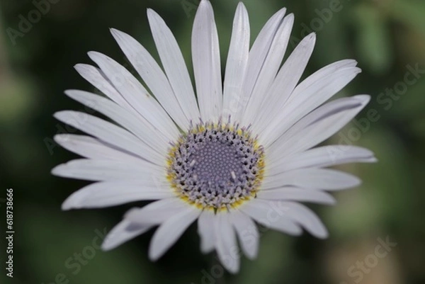 Fototapeta アークトチスグランディス