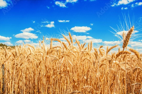 Obraz Gold wheat field and blue sky