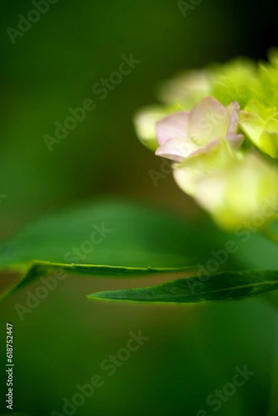 Fototapeta 紫陽花