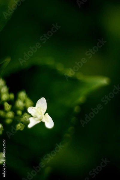 Fototapeta 紫陽花