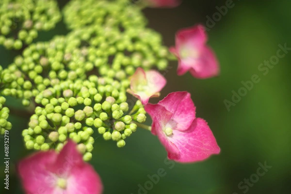 Fototapeta 紫陽花