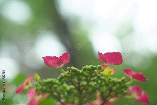 Fototapeta 紫陽花