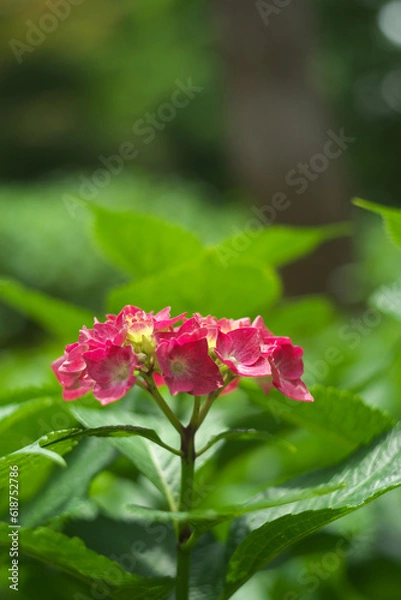 Fototapeta 紫陽花