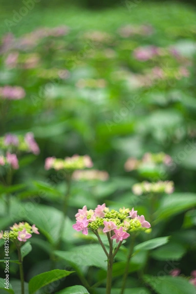 Fototapeta 紫陽花