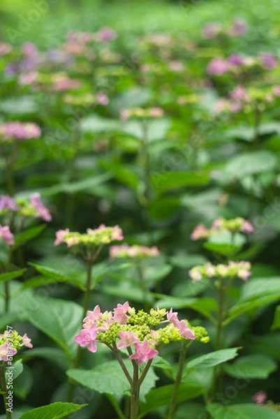 Fototapeta 紫陽花