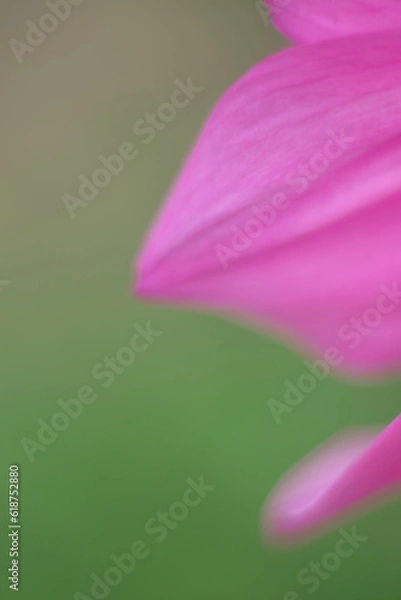 Fototapeta ダリア