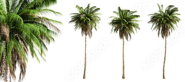 Fototapeta Quindio wax palm trees isolated on transparent background and selective focus close-up. 3D render image.