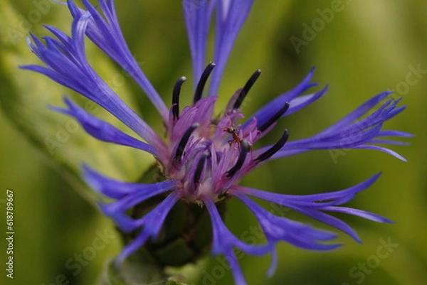 Obraz violet flower closeup