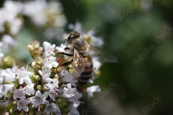 Obraz bee on a flower