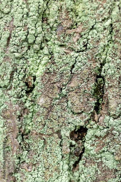 Obraz bark of a tree