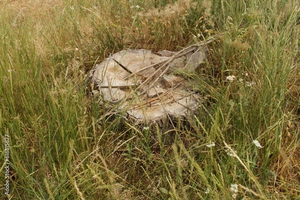 Fototapeta A tree stump in the grass