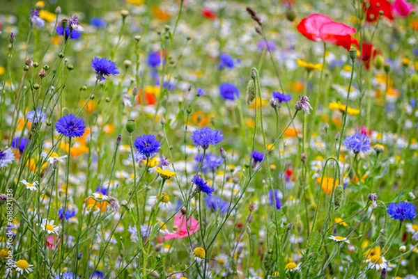 Fototapeta Close up of multi coloured wild flower garden