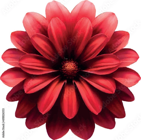 Fototapeta red flower on white background