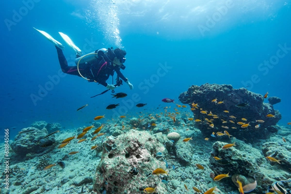 Obraz モルディブの海で泳ぐダイバー