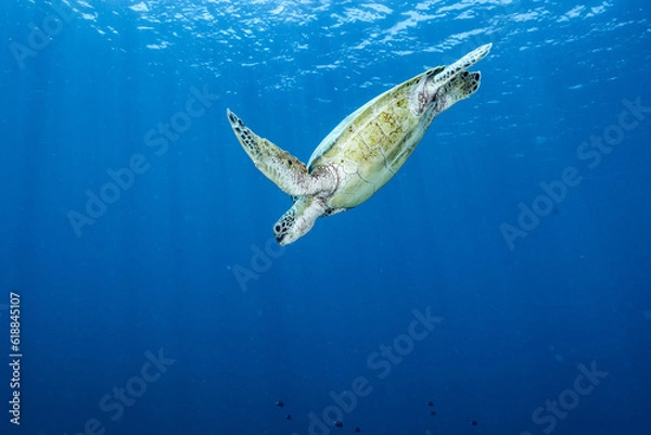 Fototapeta 水中に潜っていくウミガメ