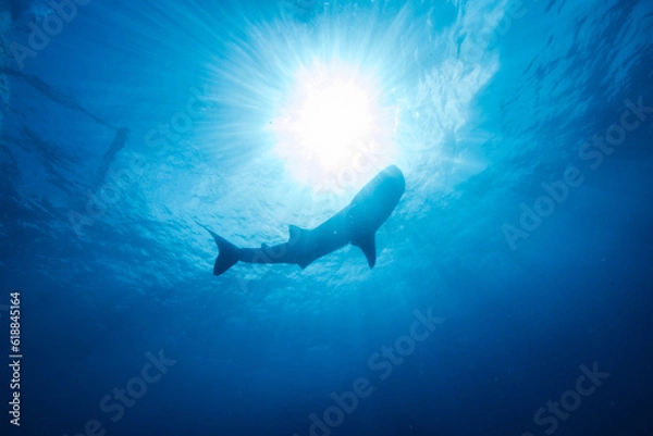 Obraz 太陽の光に照らされるジンベイザメ