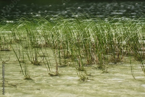 Obraz Seegras im Bergsee