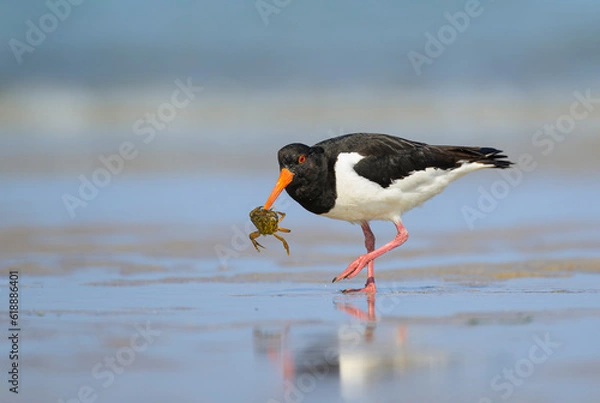 Obraz Austernfischer haematopus ostralegus
