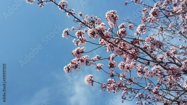 Obraz Spring blooming tree