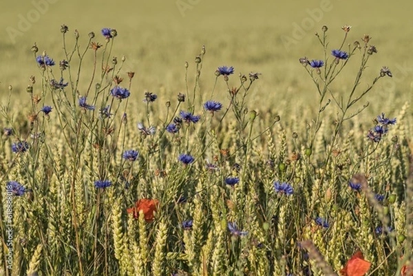 Obraz Wildblumen im Kornfeld
