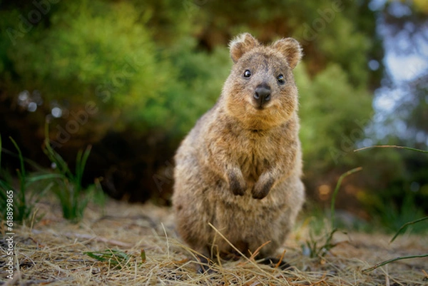 Fototapeta Quokka - Setonix brachyurus small macropod size of domestic cat, Like marsupials kangaroo and wallaby is herbivorous and mainly nocturnal, smaller islands off the coast of Western Australia, cute pet