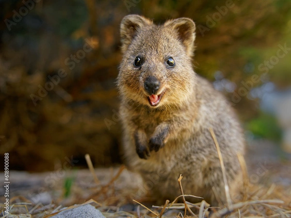 Fototapeta Quokka - Setonix brachyurus small macropod size of domestic cat, Like marsupials kangaroo and wallaby is herbivorous and mainly nocturnal, smaller islands off the coast of Western Australia, cute pet
