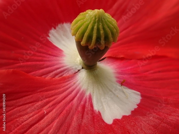 Fototapeta Mohnblume Stempel