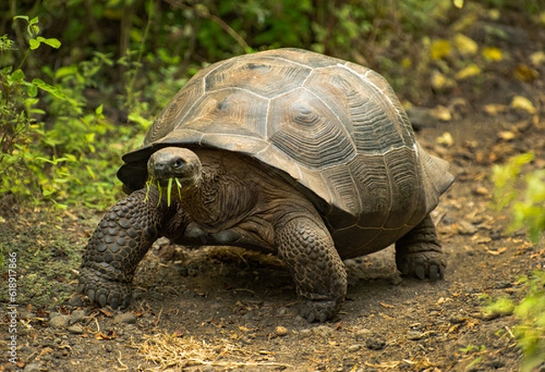 Fototapeta Galapagos Tortoise