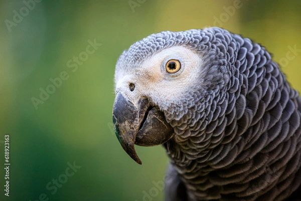 Obraz Grey parrot, Psittacus erithacus, known as the Congo grey parrot, Congo African grey parrot or African grey parrot
