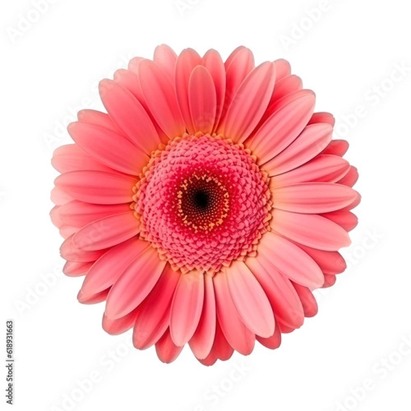 Fototapeta Gerbera flower isolated. Illustration AI Generative
