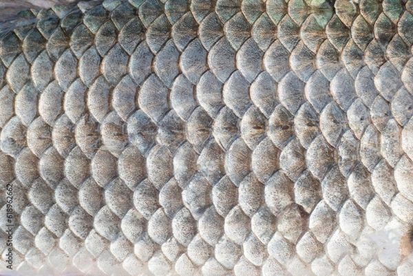 Fototapeta Carp fish scales pattern macro. Fish texture for design and decoration. Natural pattern.